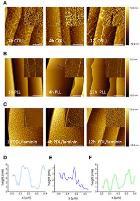 Peripheral Neuron Survival and Outgrowth on Graphene